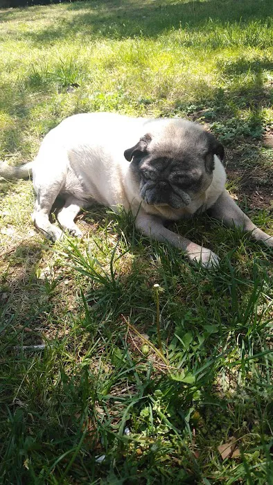 The Visiting Veterinarian Picture 9