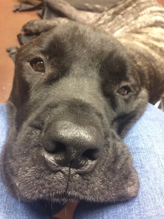 Central Oklahoma Veterinary Specialists, Susan E Streeter DVM Picture 3