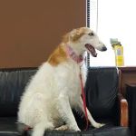 Central Oklahoma Veterinary Specialists, Susan E Streeter DVM