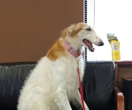 Central Oklahoma Veterinary Specialists, Susan E Streeter DVM