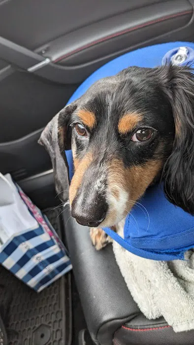 Central Oklahoma Veterinary Specialists, Susan E Streeter DVM Picture 4