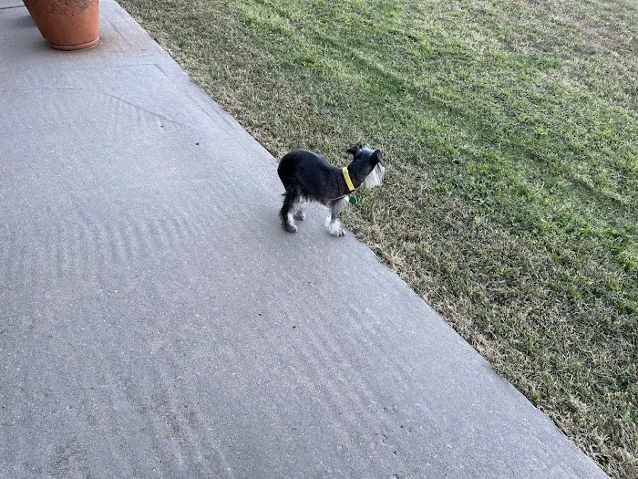 Central Oklahoma Veterinary Specialists, Susan E Streeter DVM Picture 6