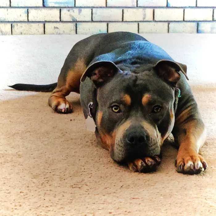 Central Oklahoma Veterinary Specialists, Susan E Streeter DVM Picture 8