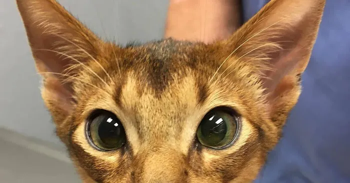 Heritage Plaza Animal Hospital Picture 5