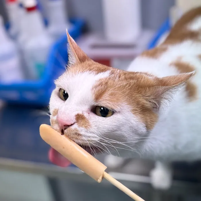 Heritage Plaza Animal Hospital Picture 4