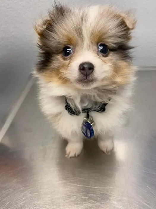 Heritage Plaza Animal Hospital Picture 3