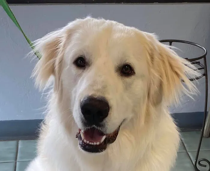 Heritage Plaza Animal Hospital Picture 2