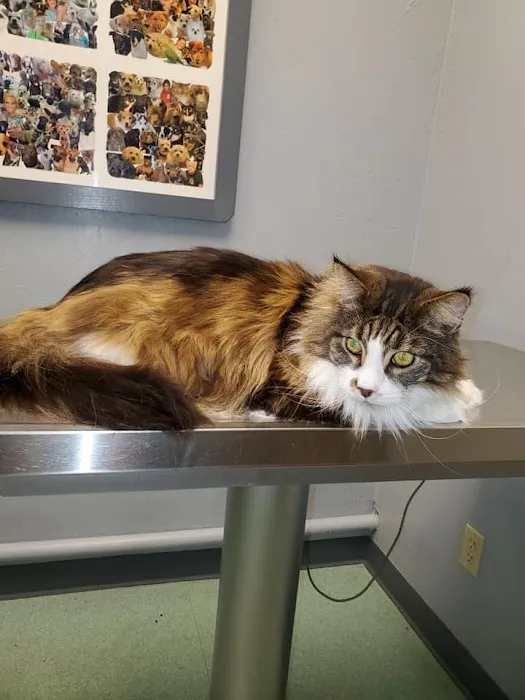 Heritage Plaza Animal Hospital Picture 7