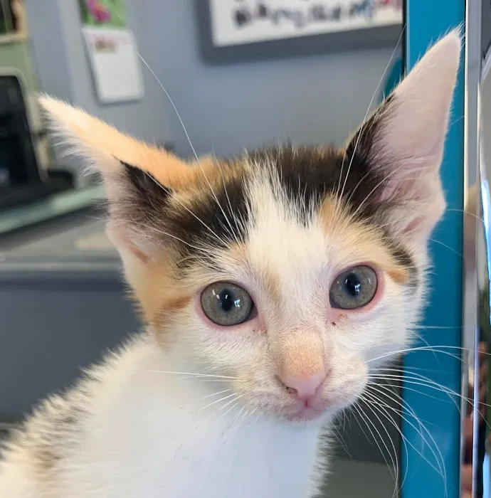 Heritage Plaza Animal Hospital Picture 9