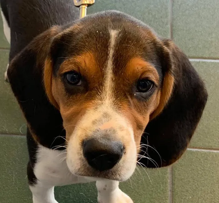 Heritage Plaza Animal Hospital Picture 8