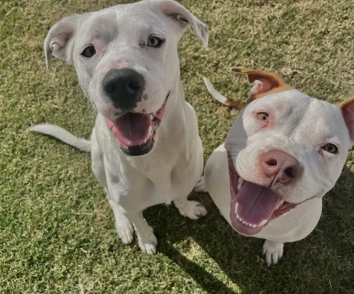 Reno Animal Hospital Picture 1