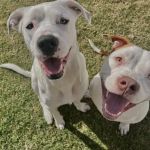 Reno Animal Hospital