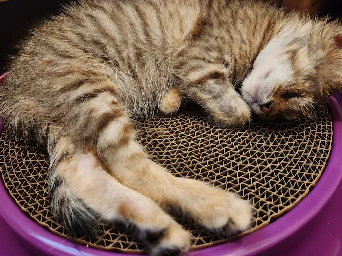 Reno Animal Hospital Picture 5