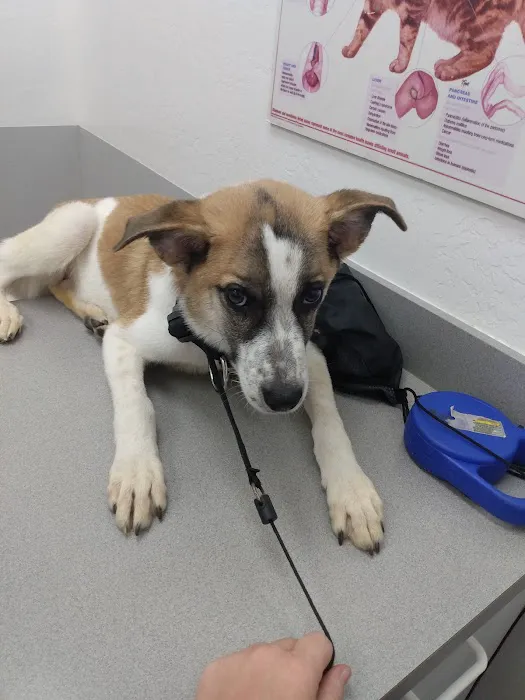 Reno Animal Hospital Picture 3