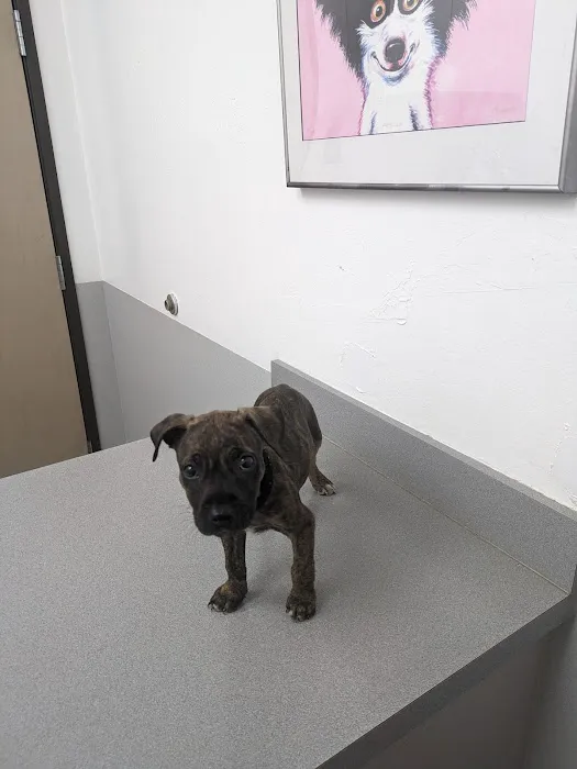 Reno Animal Hospital Picture 4