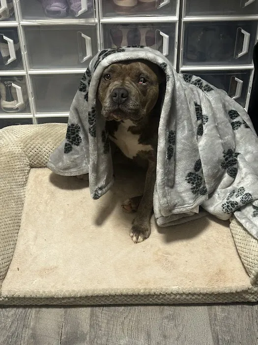 Reno Animal Hospital Picture 8