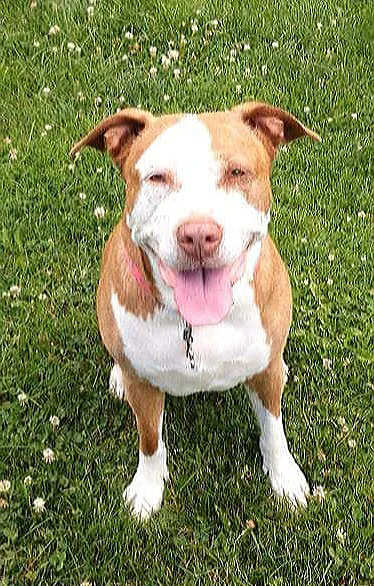 Reno Animal Hospital Picture 9