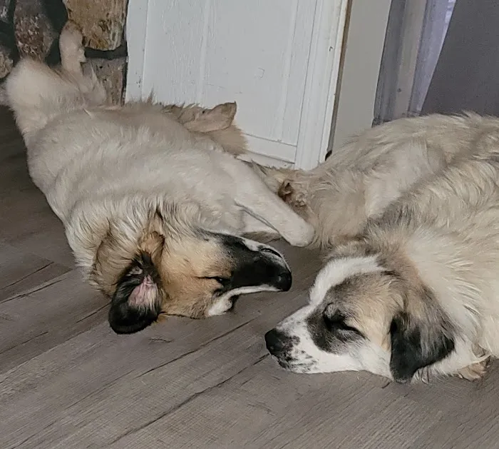 Reno Animal Hospital Picture 10