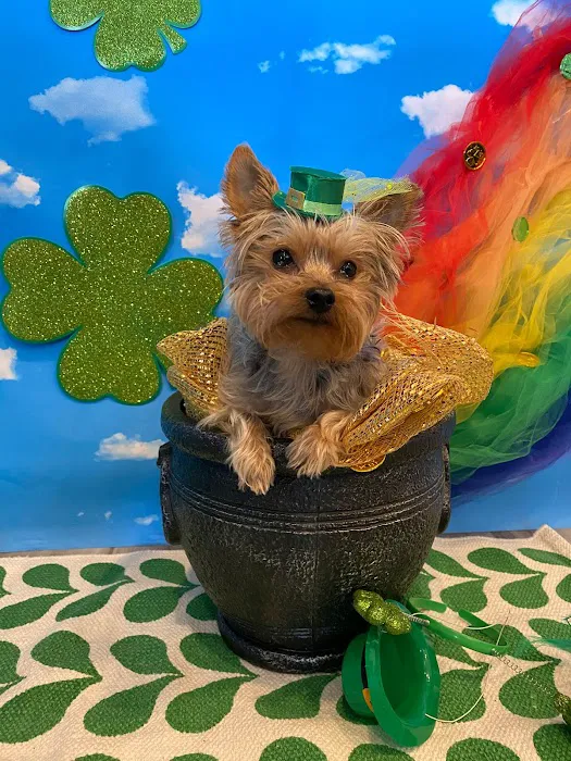 Sunset Veterinary Clinic Picture 1