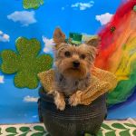 Sunset Veterinary Clinic