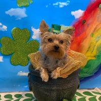 Sunset Veterinary Clinic ico