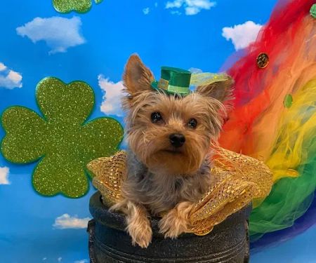 Sunset Veterinary Clinic