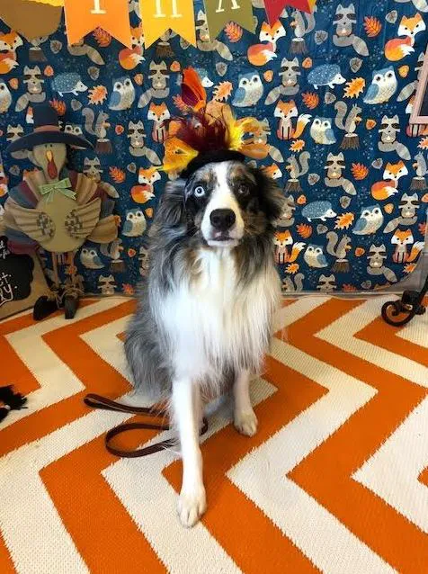 Sunset Veterinary Clinic Picture 6