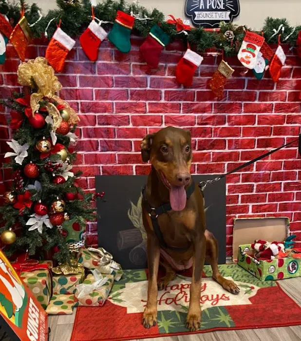 Sunset Veterinary Clinic Picture 7