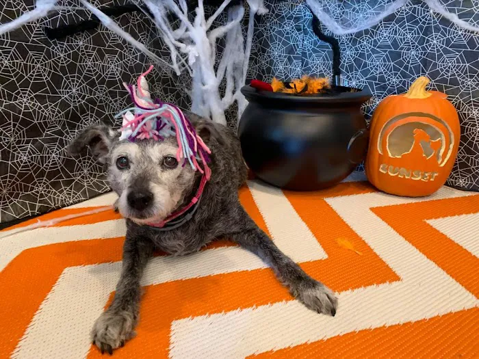 Sunset Veterinary Clinic Picture 8