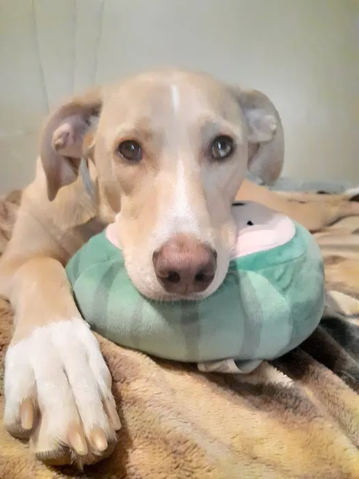 Southpointe Veterinary Clinic Picture 1