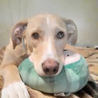 Southpointe Veterinary Clinic ico