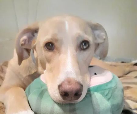 Southpointe Veterinary Clinic