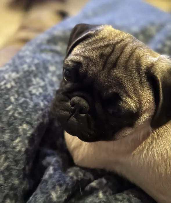 Southpointe Veterinary Clinic Picture 5