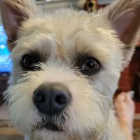 Guthrie Pet Hospital ico