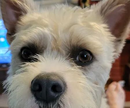 Guthrie Pet Hospital