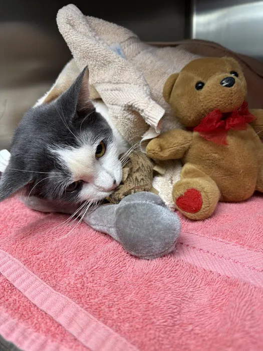 Guthrie Pet Hospital Picture 5