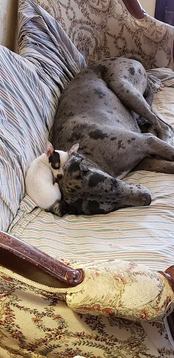 Cross Town Veterinary Services Picture 3