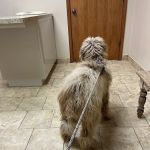 Cross Town Veterinary Services