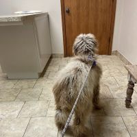 Cross Town Veterinary Services ico