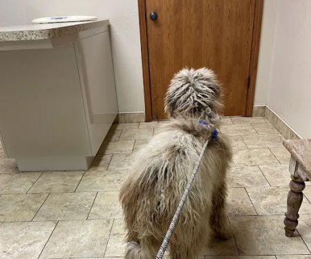 Cross Town Veterinary Services