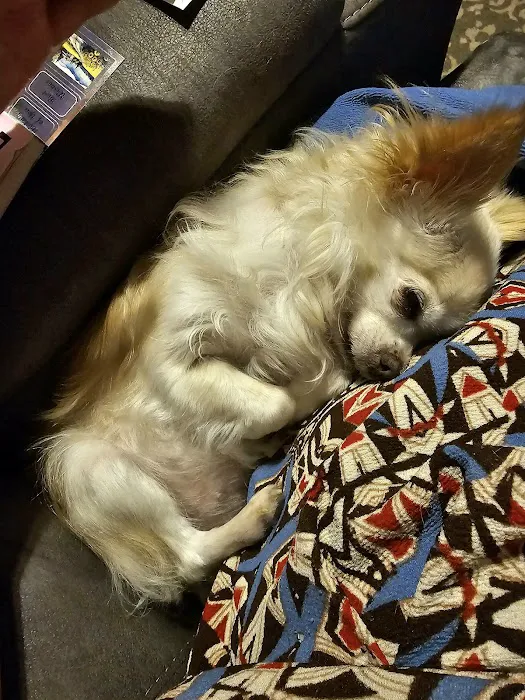 Cross Town Veterinary Services Picture 2