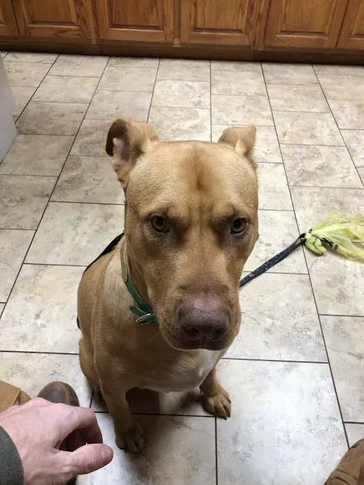 Cross Town Veterinary Services Picture 6