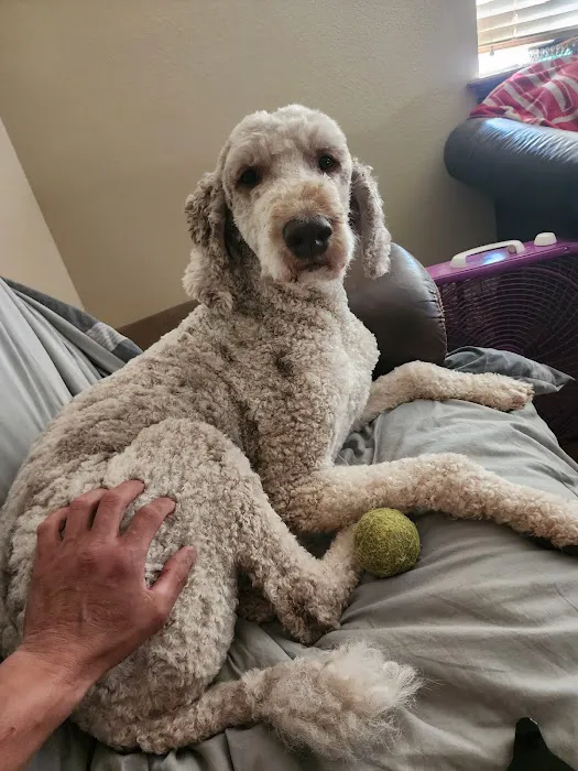 Cross Town Veterinary Services Picture 5