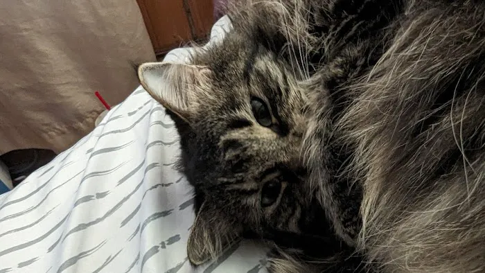 Cross Town Veterinary Services Picture 8