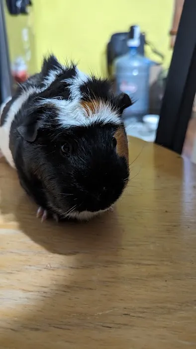 Cross Town Veterinary Services Picture 9