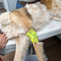 Veterinary Corner ico