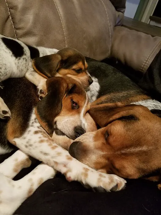 Veterinary Corner Picture 2