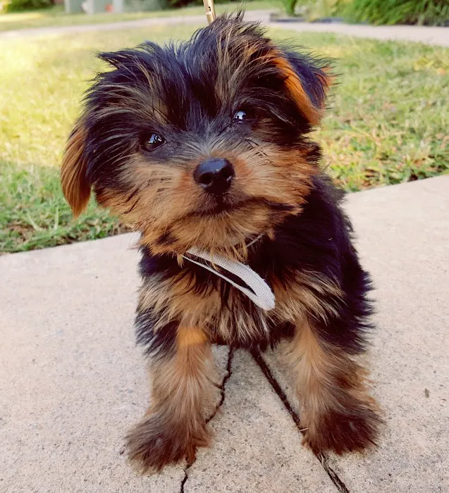 Veterinary Corner Picture 7