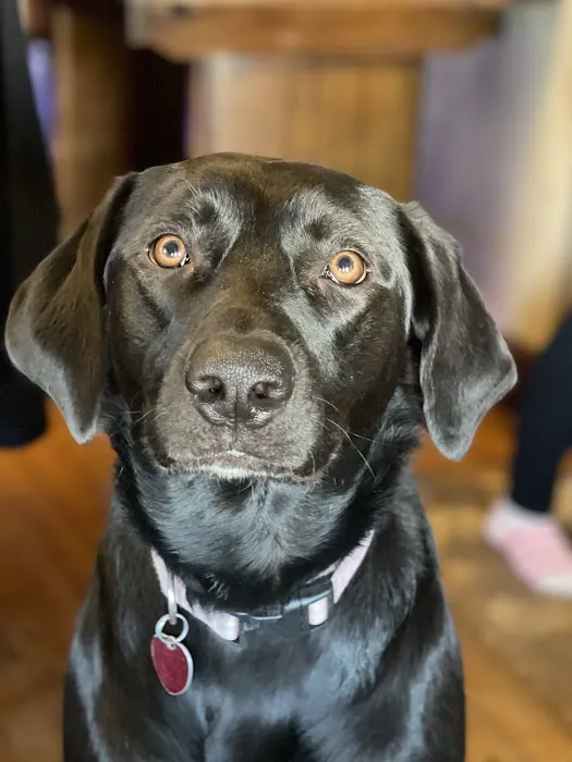 Veterinary Corner Picture 6