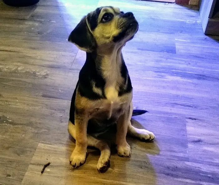 Veterinary Corner Picture 9